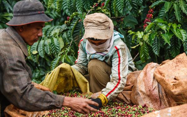 Giá xuất khẩu cà phê Robusta lập kỷ lục cao nhất trong 30 năm qua